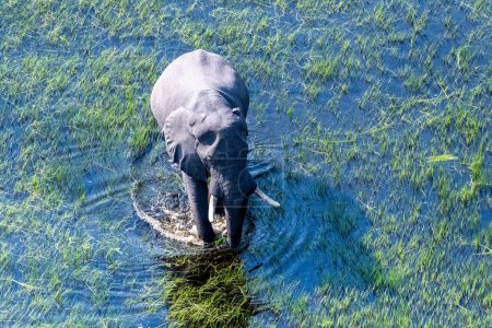 Téléchargez les photos : Aerial telephoto shot of an African Elephant wading through the shallow waters of the Okavango Delta in Botswana. - en image libre de droit