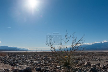 Téléchargez les photos : Death Valley landscape on a sunny winter afternoon, near Beatty junction. - en image libre de droit