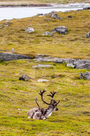 Téléchargez les photos : Telephot shot of a running reindeer in Northern Norway. - en image libre de droit