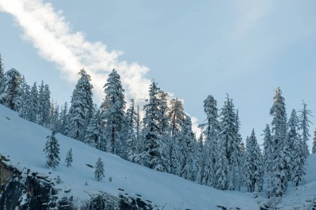 Téléchargez les photos : Téléobjectif d'un groupe d'arbres capturant la première lumière du soleil de la nouvelle année dans le parc national Yosemite, un après-midi d'hiver tôt le matin. - en image libre de droit