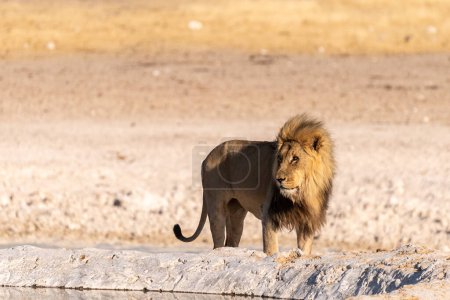 Téléchargez les photos : Gros plan d'un lion mâle Panthera leo- marchant près d'un trou d'eau dans le parc national d'Etosha, Namibie. - en image libre de droit