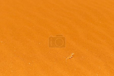 Téléchargez les photos : Gros plan d'un lézard à museau de pelle Meroles anchietae- dans le sable rouge des dunes de Sossusvlei en Namibie. - en image libre de droit
