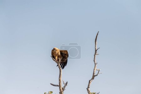 Foto de Primer plano de un águila Tawny - Aquila rapax- sentado en una copa de un árbol en el Parque Nacional Etosha, Namibia. - Imagen libre de derechos