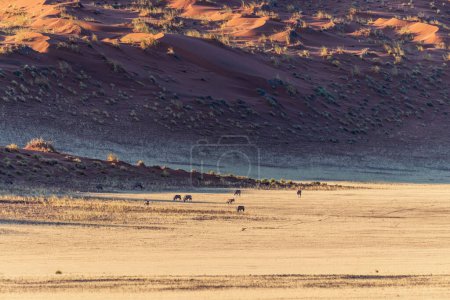 Foto de Telefoto plano de una manada de Oryx-Oryx gazella- se ve en el telón de fondo de las impresionantes dunas de arena roja de la sussusvlei. - Imagen libre de derechos