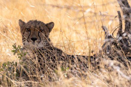 Foto de Telephoto show of a cheeta hiding in the bushes in Etosha National Park, Namibia. - Imagen libre de derechos