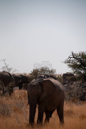 Photo for Telephoto shot of one giant African Elephant -Loxodonta Africana- grazing on the plains of Etosha National Park, Namibia. - Royalty Free Image