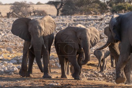Foto de Telephoto shot of a herd of African Elephant -Loxodonta Africana- taking a bath in a waterhole in Etosha national Park. - Imagen libre de derechos