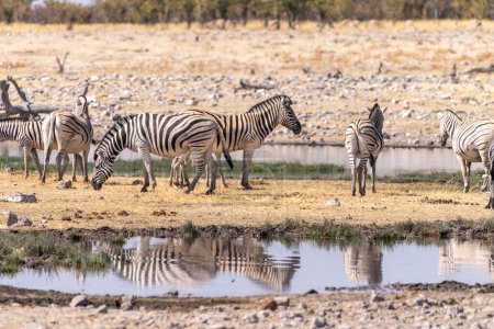 Téléchargez les photos : Telephoto shot oa a group of zebras standing near a waterhole in Namibia. - en image libre de droit