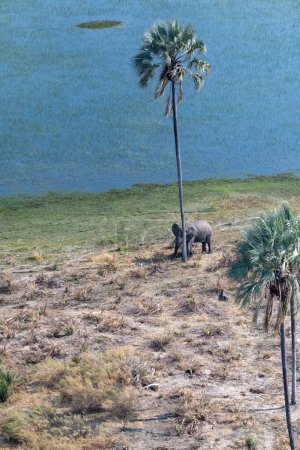 Foto de Telefoto aéreo disparo de un elefante africano de pie cerca de una palmera, a punto de frotar su cabeza contra ella. Delta del Okavango, Botsuana. - Imagen libre de derechos