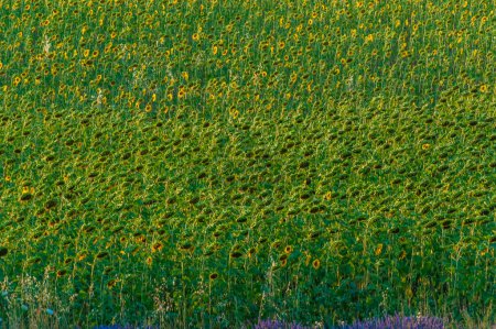 Téléchargez les photos : Exterior shot of a field of sunflowers in the french provence, on a beautiful summer evening, around sunset. - en image libre de droit