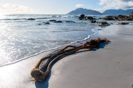 Foto de Hermosas arenas blancas de la playa cerca de Kommetjie, en la península del Cabo, Sudáfrica. - Imagen libre de derechos