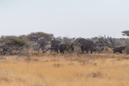 Téléchargez les photos : Un troupeau d'éléphant d'Afrique Loxodonta Africana- paître dans les plaines du parc national d'Etosha, en Namibie. - en image libre de droit