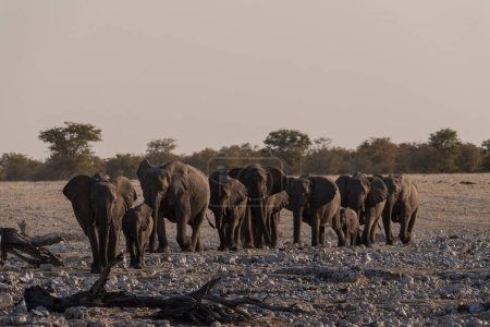 Téléchargez les photos : A herd of African Elephant -Loxodonta Africana- taking a bath in a waterhole in Etosha national Park. - en image libre de droit