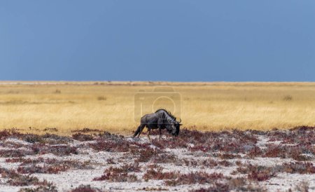 Téléchargez les photos : Un gnous bleu - Connochaetes taurinus - court sur les plaines d'Etosha. Parc national d'Etosha, Namibie. - en image libre de droit
