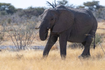 Téléchargez les photos : Téléobjectif d'un éléphant d'Afrique géant Loxodonta Africana- pâturage dans les plaines du parc national d'Etosha, Namibie. - en image libre de droit