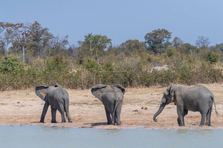 Foto de Telefoto disparó a tres elefantes africanos Loxodonta Africana- de pie cerca de un pozo de agua en Botswana - Imagen libre de derechos
