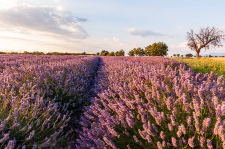 Foto de Detail of a lavender field in the Southern French Provence, on a sunny summer afternoon. - Imagen libre de derechos