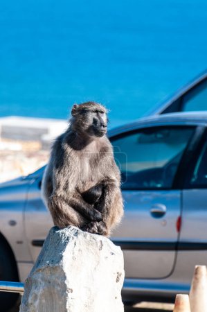 Photo for Close-up of a Baboon, papio ursinus, sitting in a car park at Cape of Good Hope, South Africa. - Royalty Free Image