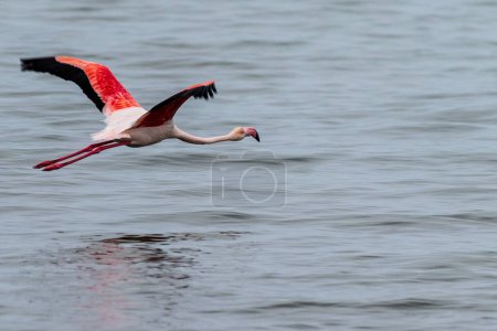 Photo for Closeup of a Greater Flamingo - Phoenicopterus roseus- flying along the shores of Walvis Bay, Namibia. - Royalty Free Image