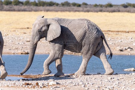 Téléchargez les photos : Téléphoto d'un éléphant africain géant Loxodonta Africana- marchant près d'un trou d'eau dans le parc national d'Etosha, Namibie. - en image libre de droit