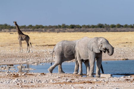 Foto de Telefoto de dos elefantes africanos gigantes - Loxodonta Africana - una jirafa angoleña - caminando cerca de un pozo de agua en el Parque Nacional de Etosha, Namibia. - Imagen libre de derechos