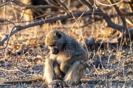 Photo for Close-up of a Chacma Baboon, Papio ursinus, sitting in the sun in Chobe National Park, Botswana. - Royalty Free Image