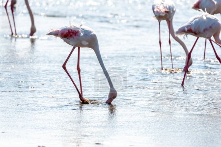 Photo for Greater Flamingos - Phoenicopterus roseus- along the shores of Walvis Bay, Namibia. - Royalty Free Image