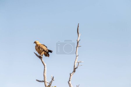 Téléchargez les photos : Gros plan d'un aigle fauve - Aquila rapax- assis au sommet d'un arbre dans le parc national d'Etosha, en Namibie. - en image libre de droit