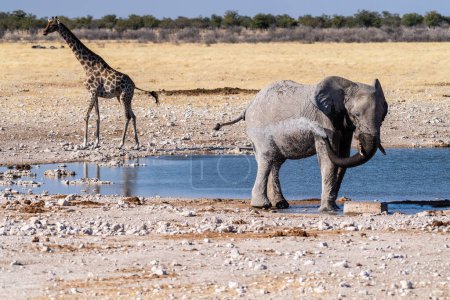 Photo for Telephoto shot of one giant African Elephant -Loxodonta Africana- an one Angolean Giraffe - Giraffa giraffa angolensis- walking near a waterhole in Etosha National Park, Namibia. - Royalty Free Image