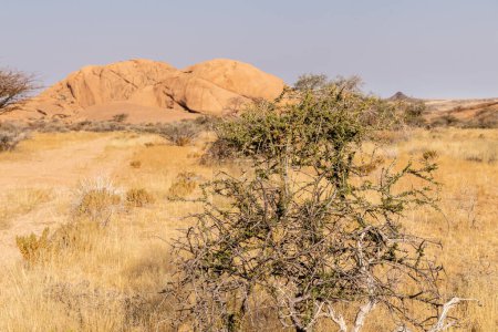 Téléchargez les photos : Un paysage désertique relativement vert près de Spitzkoppe, un point de repère célèbre en Namibie. - en image libre de droit
