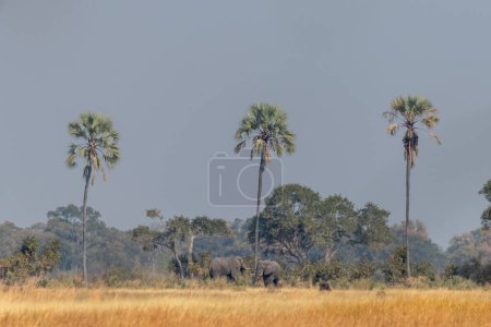 Téléchargez les photos : Téléobjectif de deux éléphants d'Afrique géants Loxodonta Africana- debout à côté d'un palmier dans le delta de l'Okavango, Botswana - en image libre de droit