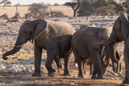 Téléchargez les photos : Téléobjectif d'un troupeau d'éléphant d'Afrique Loxodonta Africana- prendre un bain dans un trou d'eau dans le parc national d'Etosha. - en image libre de droit