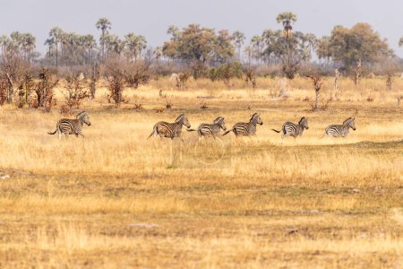 Téléchargez les photos : Téléobjectif d'un grand troupeau de zèbres des plaines de Burchells, Equus quagga burchelli, courant sur les terres arides du delta de l'Okavango, Botswana. - en image libre de droit