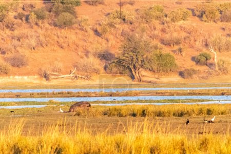 Téléchargez les photos : Téléobjectif d'un hippopotame, Hippopotame amphibie, broutant sur les rives de la rivière Chobe, Parc national de Chobe, Botswana. - en image libre de droit
