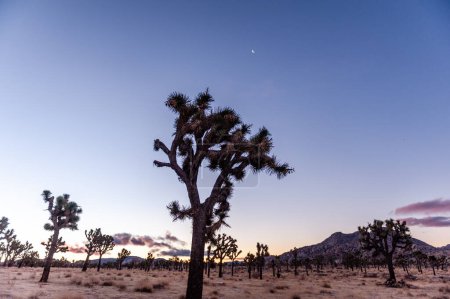 Photo for Impression of an early morning sunrise in Joshua Tree national park on an early winter morning. - Royalty Free Image