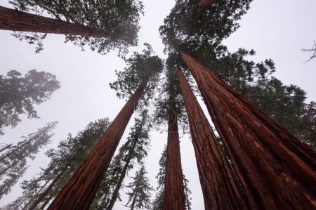 Téléchargez les photos : Extérieur des séquoias géants enneigés de Mariaposa Grove, parc national Yosemite. - en image libre de droit