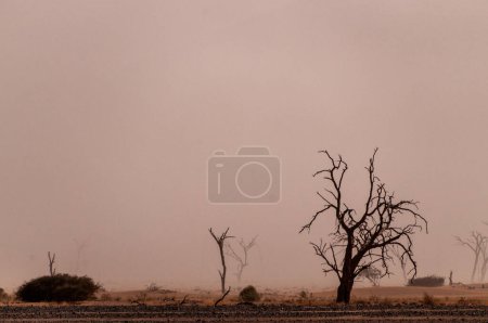 Foto de Un paisaje arbolado en Namibia sossusvlei en visibilidad limitada, debido a una tormenta de arena. - Imagen libre de derechos