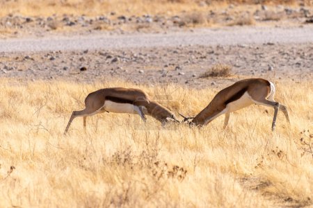 Téléchargez les photos : Telephoto shot of two Impalas - Aepyceros melampus- engaging in a head-to-head fight. - en image libre de droit