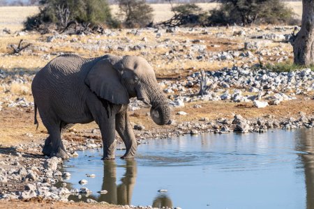 Téléchargez les photos : Telephoto shot of one African Elephant -Loxodonta Africana- drinking from a waterhole in Etosha National Park, Namibia. - en image libre de droit