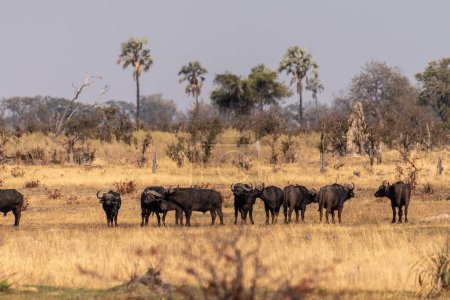 Foto de Telephoto shot of a herd of blue wildebeest - Connochaetes taurinus- standing on the Okavango Delta, Botswana. - Imagen libre de derechos