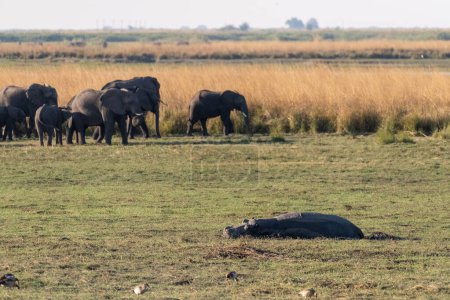 Téléchargez les photos : Téléobjectif d'un hippopotame reposant sur la terre ferme dans un parc national de chobe, Botswana. - en image libre de droit