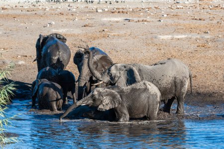 Photo for A herd of African Elephants -Loxodonta Africana- bathing in a waterhole in Etosha National Park, Namibia. - Royalty Free Image
