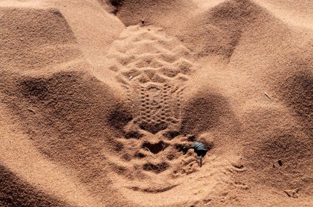 Téléchargez les photos : Le scarabée skorobeit à Scarabaeus sacer dans le désert namibien, Sossusvlei, Namibie, se creusant dans une dune de sable rouge - en image libre de droit