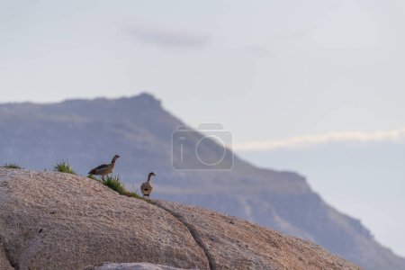 Téléchargez les photos : Téléobjectif d'une oie égyptienne à Boulders Beach, Afrique du Sud. - en image libre de droit