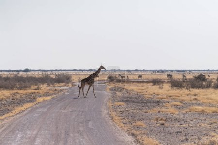 Foto de Una jirafa angoleña - Jirafa angolensis cruzando un camino de tierra en el parque nacional de Etosha, Namibia. - Imagen libre de derechos