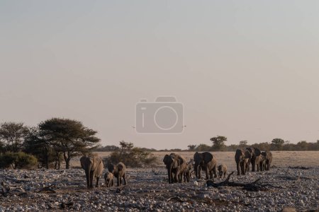 Photo for Telephoto shot of a herd of African Elephant -Loxodonta Africana- taking a bath in a waterhole in Etosha national Park. - Royalty Free Image