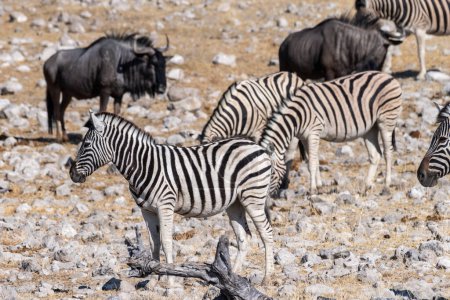 Téléchargez les photos : Un groupe de Burchells Plains zebra-Equus quagga burchelli- se rassemblant près d'un trou d'eau dans les plaines du parc national d'Etosha, en Namibie. - en image libre de droit