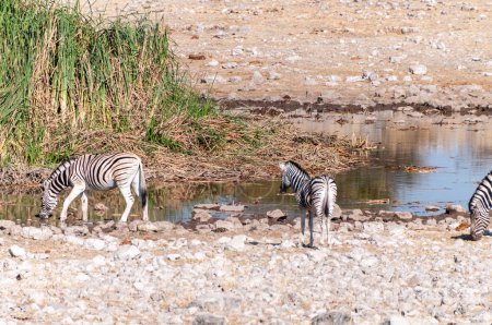 Foto de Un grupo de Burchells Plains zebra Equus quagga burchelli- reunidos cerca de un abrevadero en las llanuras del Parque Nacional Etosha, Namibia. - Imagen libre de derechos