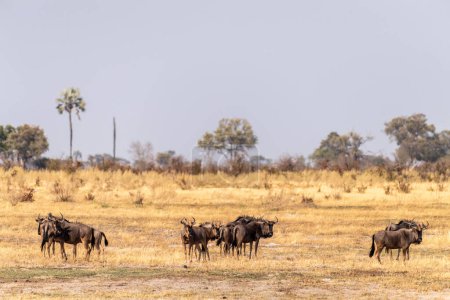 Foto de Telefoto de una manada de ñus azules - Connochaetes taurinus- de pie en el delta del Okavango, Botswana. - Imagen libre de derechos