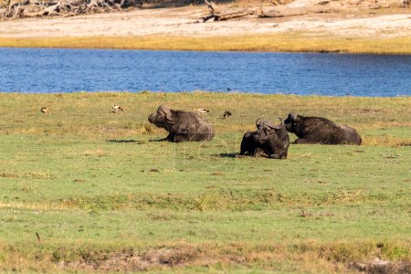 Téléchargez les photos : Telephoto shot of a herd of Cape Buffalo - Syncerus caffer- grazing along the banks of the Chobe river in Botswana - en image libre de droit